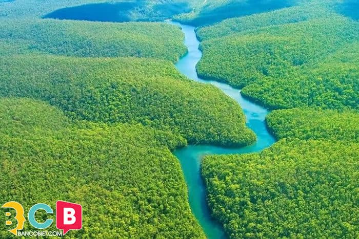 Phải bảo vệ rừng amazon tại vì đây là vùng dự trữ sinh học quý giá