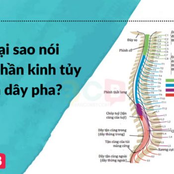 Tại sao dây thần kinh tủy là dây pha